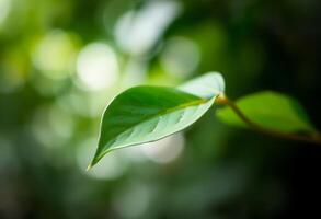 A green leaf is shown in front of a blurry background photo
