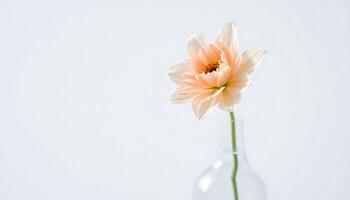 A single flower in a clear vase on a white background photo
