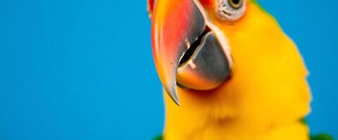 close up of a parrot with a blue background photo
