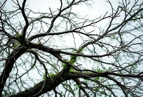 tree with no leaves and no leaves on it photo