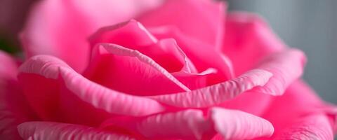 A close up of a pink rose with a blurred background photo