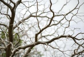 A close up of a tree with no leaves photo