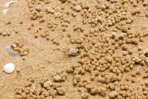 Sand crab creating intricate patterns with balls, showcasing its natural habitat and behavior. photo