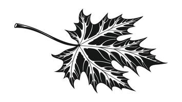 a black and white drawing of a maple leaf vector