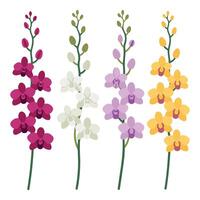 Four different types of orchids on a white background vector