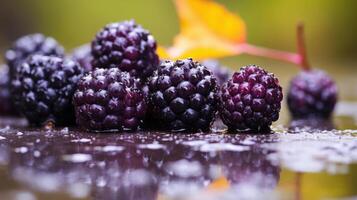 A cluster of ripe blackberries with a reflective surface. photo