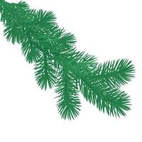 Realistic Pine Tree Branch in Flat Style. vector