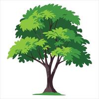 Deciduous ash tree with lush green leaves as a illustration. Perfect for nature themes, forest scenery, and plant research visuals. vector