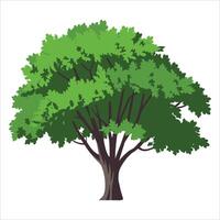Lush green ash tree with deciduous foliage in format. Ideal for environmental graphics, woodland landscapes, and botanical study illustrations. vector