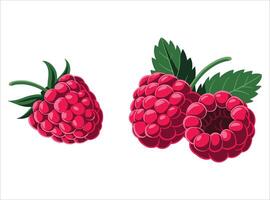 Sweet red raspberry in format. Healthy snack and summer fruit concept art. vector