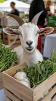 A goat with a basket of vegetables photo