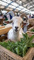 A goat with big horns photo