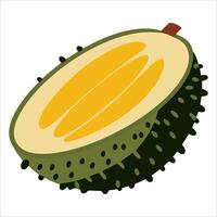 illustration of durian cut in half, isolated on white. Detailed exotic fruit graphic for culinary themes and Asian market visuals. vector