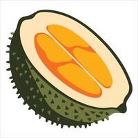 Half durian illustration isolated on white background. Fresh tropical fruit for food concepts and exotic ingredient designs. vector