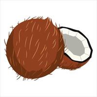 Whole coconut with textured shell paired with fresh half cut view. Ideal for beverage labels, vegan recipe books, and tropical vacation themed graphics. vector