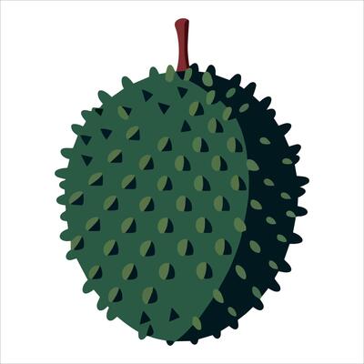 Whole durian illustration isolated on white. tropical fruit graphic ideal for Asian grocery packaging, culinary blogs, and exotic food branding