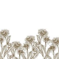 Calendula herbal flowers ink illustration. Hand drawn monochrome floral banner with field flowers in outline style, engraving botanical clipart for medical tea, product design vector