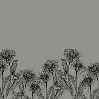 Calendula herbal flowers ink illustration on grey. Hand drawn monochrome floral banner with field flowers in outline style, engraving botanical clipart for medical tea, product design vector