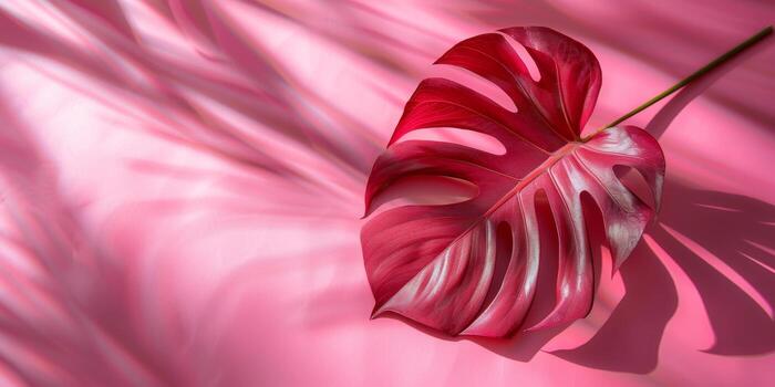 creativo diseño con rosado tropical monstera hoja, verano concepto fondo, plano laico con Copiar espacio foto