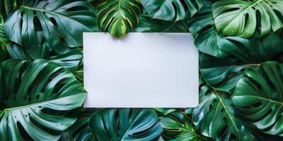 Tropical monstera leaves as a creative layout with place for text, summer concept background photo