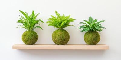 Three types of plants in moss balls create a serene indoor gardening display in natural light photo