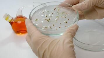 Sprouts germinate in a humid environment. biologist's hands hold a petri dish with samples of sprouted tomato seeds. selection, study and selection of best tomatoes grown in a biological laboratory video