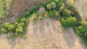 A field with a few trees and a dirt road video