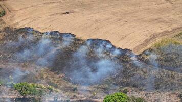Drone View of Sugarcane Field Fire Spreading Across Rows During Harvesting video