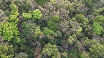 A lush green forest with many trees and a few bushes video