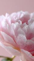Peony blooms with morning dew reflect spring's purity and grace in soft pink light photo