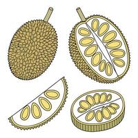 Collection set of Jackfruit In different perspectives vector