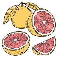 Collection set of Grapefruit In different perspectives vector