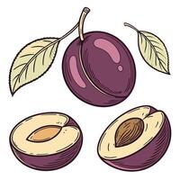 Illustration of, Collection set of Plum In different perspectives vector