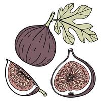 Collection set of Fig In different perspectives vector