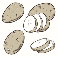 Collection set of Potato In different perspectives vector