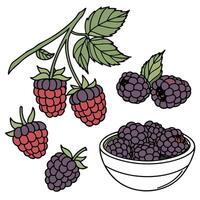 Collection set of Blackberries In different perspectives vector