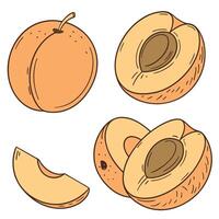 Collection set of Apricot In different perspectives vector