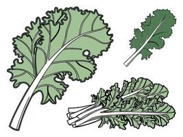 Collection set of Kale In different perspectives vector