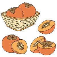 Illustration of, Collection set of Persimmon In different perspectives vector