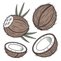 Collection set of Coconut In different perspectives vector