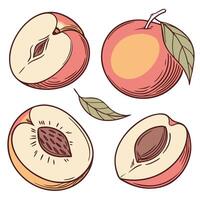 Collection set of Nectarine In different perspectives vector