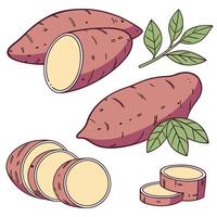 Collection set of Yams In different perspectives vector