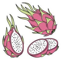 Collection set of Dragon fruit In different perspectives vector