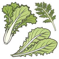 Collection set of Escarole In different perspectives vector