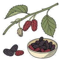 Collection set of Mulberry In different perspectives vector