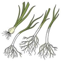 Collection set of Welsh onion root In different perspectives vector