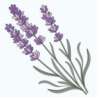 Three lavender sprigs with purple flowers and green stems, arranged in a cluster, with a simple, clean style and a light blue background vector