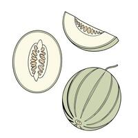 Collection set of melon In different perspectives vector