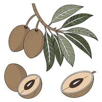 Collection of Sapodilla In different perspectives vector