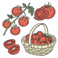 Collection set of Tomato In different perspectives vector